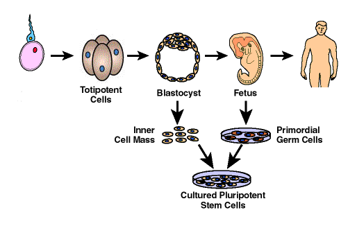 blastocyte